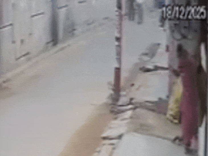 फर्रुखाबाद में घर के बाहर महिला पर नेवले का हमला:घटना सीसीटीवी में कैद, घायल महिला लोहिया अस्पताल में भर्ती