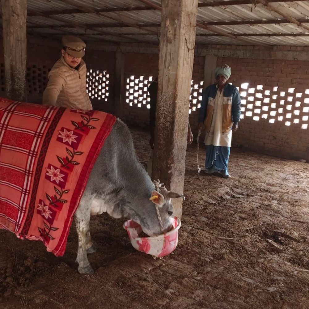 अंबेडकरनगर में 7 गौतस्कर गिरफ्तार:पुलिस ने 3 गौवंश और 3 पिकअप वाहन बरामद किए