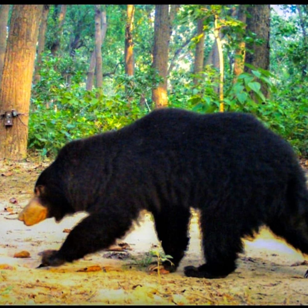 बिजनौर के अमानगढ़ टाइगर रिजर्व में दिखा भालू:सैलानियों ने अपने कैमरे में कैद किए रोमांचक पल