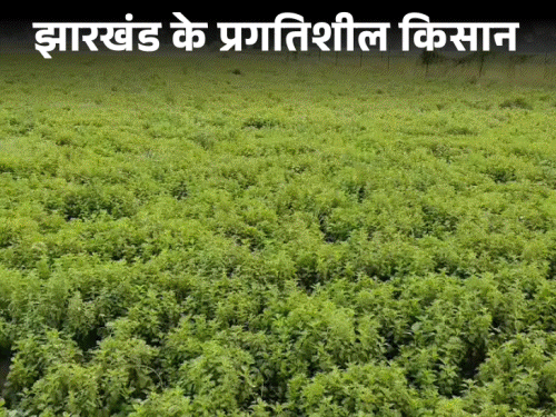 पलामू के किसान प्रियरंजन सिंह ने गढ़ी खेती की परिभाषा:  ऑर्गेनिक खेती की चमक बिखेरी, डूमरहथा में लगवाई पिपरमिंट तेल मिल‎ – Palamu News