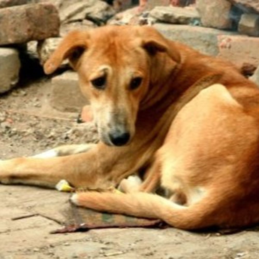 लखनऊ में पीट-पीट कर कुत्ते की हत्या:'आसरा द हेल्पिंग हैंड' ने ठाकुरगंज थाने में दर्ज करवाया मुकदमा