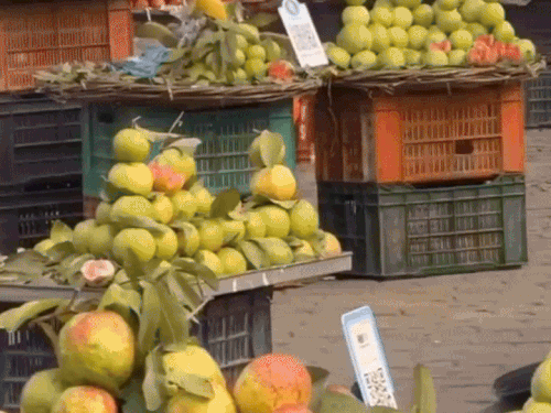 अमरुद के बहाने अखिलेश यादव ने भाजपा पर कसा तंज:प्रयागराज के फेमस अमरुद का किया जिकर, नाम बदलने को लेकर किया कटाक्ष