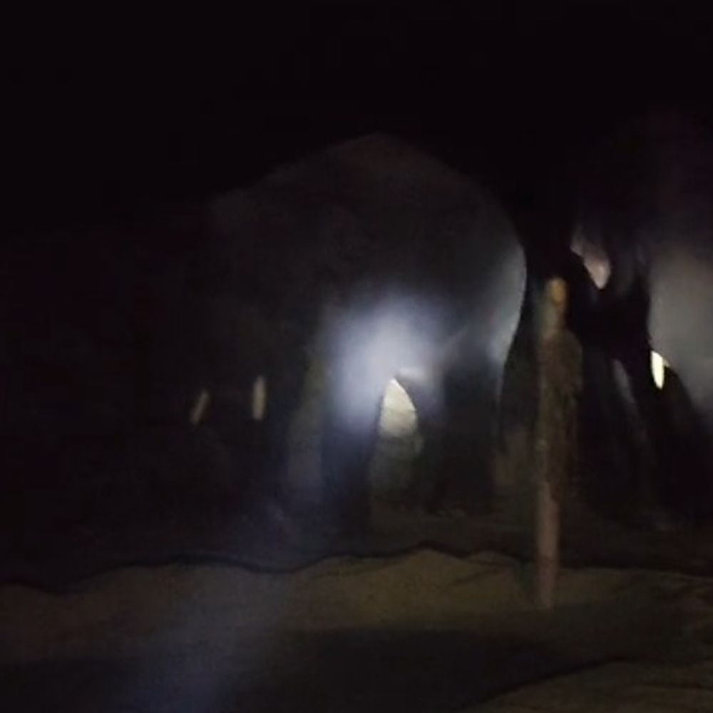 अनूपपुर की सीमा पर तीन हाथियों का दल:छत्तीसगढ़ से एमपी में प्रवेश की संभावना, वन विभाग ने किया अलर्ट