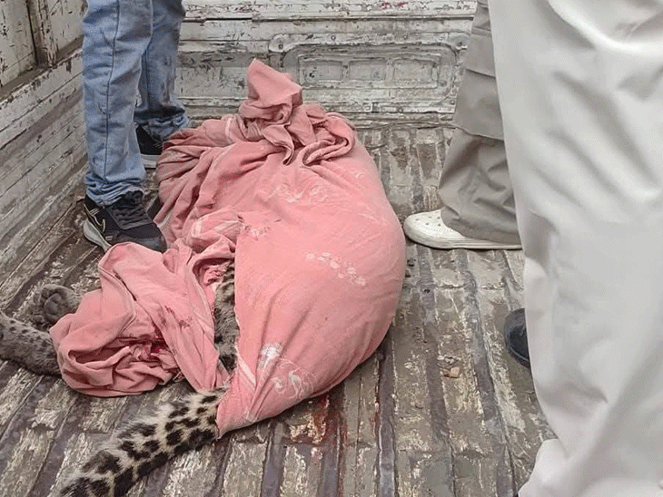 हिमाचल में तेंदुए के हमले से एक व्यक्ति की मौत:पांच घायल, सुबह तड़के तीन गांवों में किया अटैक, ग्रामीणों ने मार गिराया