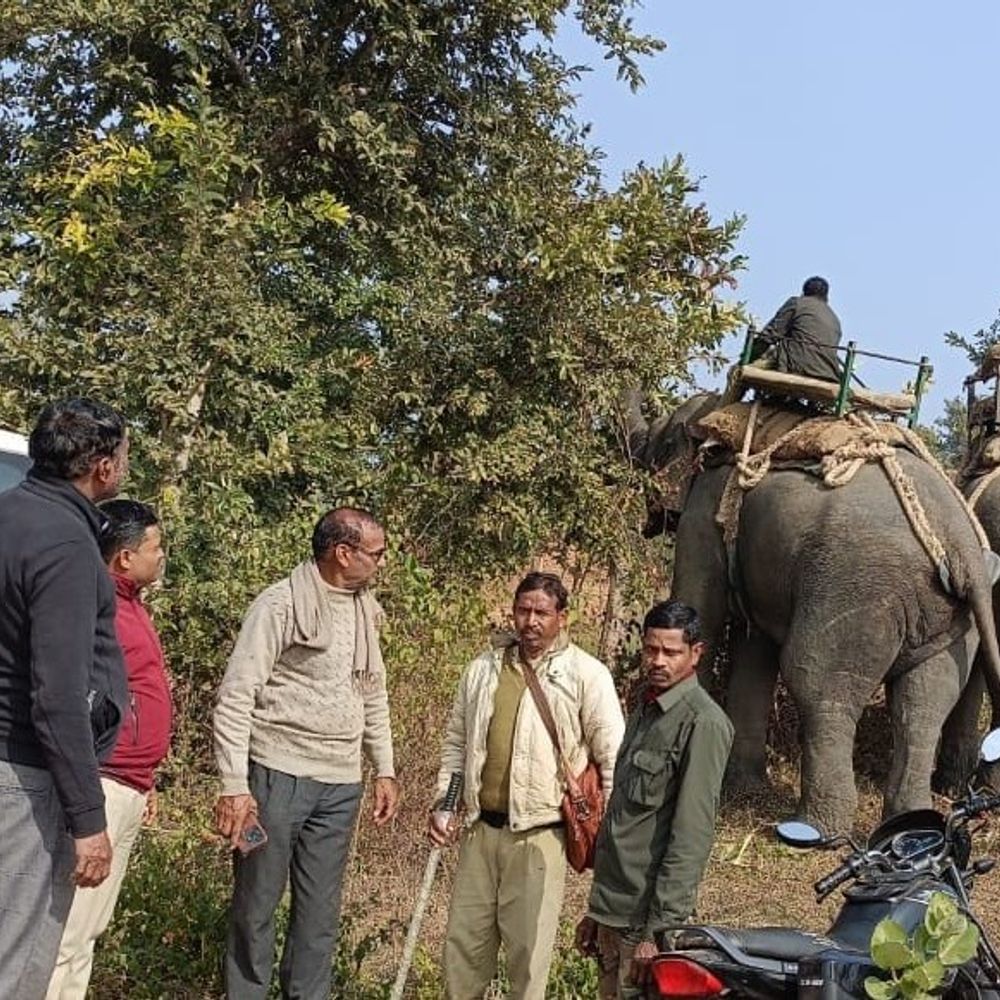 बांधवगढ़ में बाघिन का मवेशियों पर हमला:4 दिन लोग डर में जी रहे, हाथी दल से निगरानी की जा रही