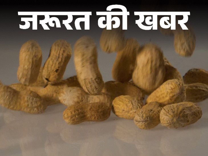 जरूरत की खबर- सर्दियों का सुपरफूड मूंगफली:न्यूट्रिशन का खजाना, वेटलॉस डाइट, इन बीमारियों से बचाए, जानें किन्हें नहीं खानी चाहिए