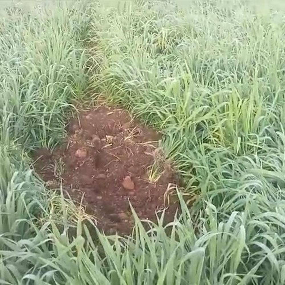 शाजापुर में नीलगायों का आतंक, गेहूं, चना की फसलें बर्बाद:किसान दिन-रात कर रहे रखवाली; वन विभाग और प्रशासन से कार्रवाई की मांग