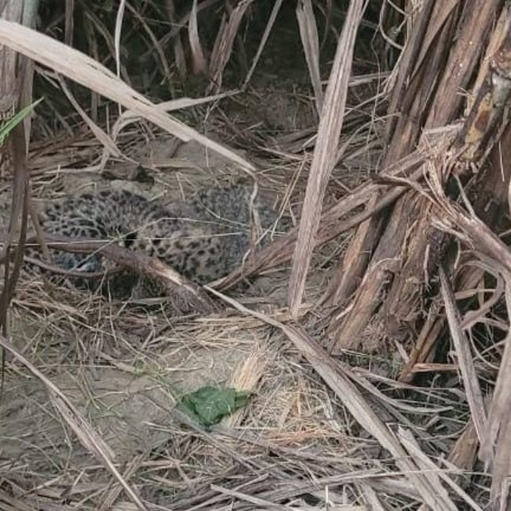 महराजगंज में गन्ने के खेत में तेंदुआ शावकों संग:बकरी का शिकार कर मचाई दहशत, वन विभाग ने बढ़ाई निगरानी