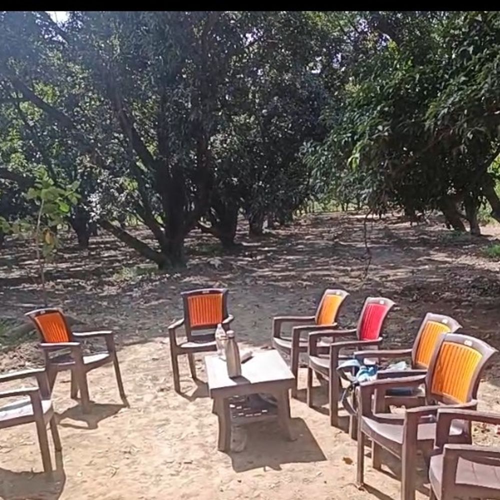 शामली में हरे पेड़ों की अवैध कटाई जारी:लकड़ी माफिया रात के अंधेरे में कर रहे अंधाधुंध कटान