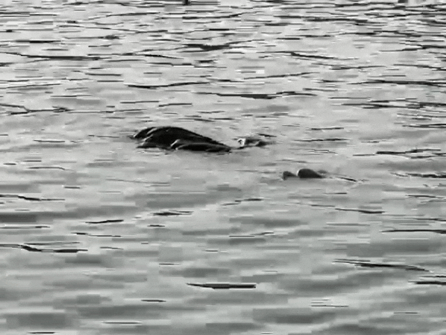 जोधपुर में तालाब में मिला युवक का शव:  20 साल के वैभव ने कूदकर दी जान, जांच में जुटी पुलिस – Jodhpur News