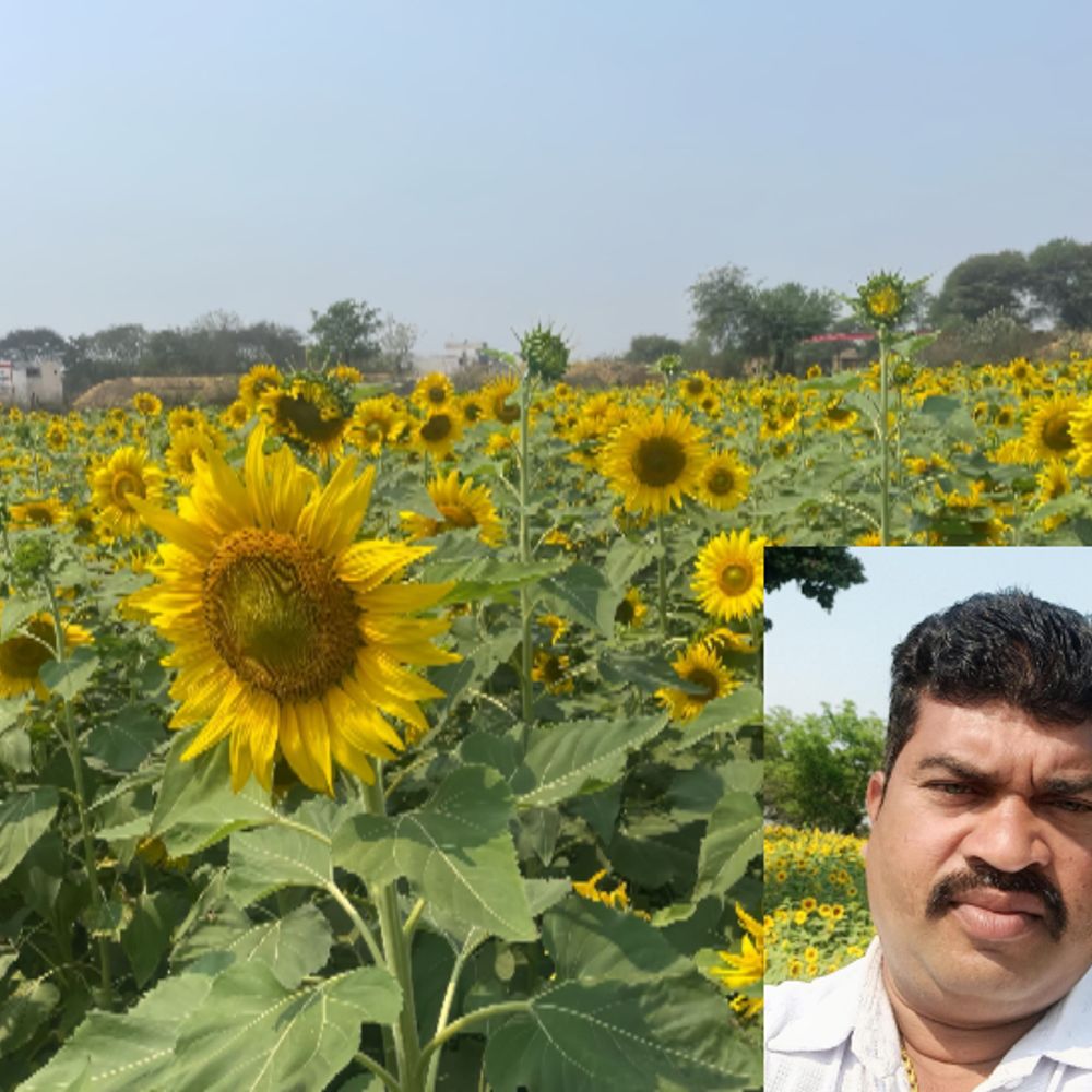 नीम-जाम, आम-फुलहर के पत्तों से तैयार करते हैं खाद:किसान बिरेंद्र 18 एकड़ में गेहूं, सूर्यमुखी, चना, अलसी उगा रहे, नवाचार से 90,000 की बचत