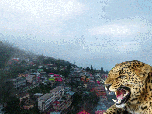 2025 में ओपन सफारी बना उत्तराखंड:आमदखोर बने भालू-गुलदार, वन्यजीव विशेषज्ञों ने बताया आखिर क्यों कर्फ्यू जैसे हालात