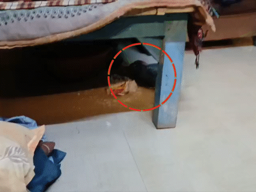 वाराणसी के PCS अफसर के 2 बच्चों की मौत:छपरा में अंगीठी जलाकर सो रही नानी,3 नाती-नातिन का दम घुटा, छुट्टियों में ननिहाल गए थे