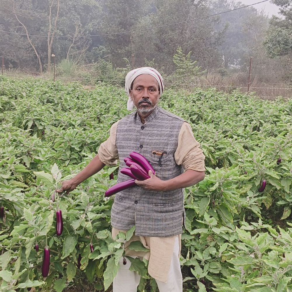 किसान ने बैगन से कमाए डेढ़ लाख रुपए:मऊ में 5 हजार के खर्च में 6 महीने में मिला बंपर मुनाफा
