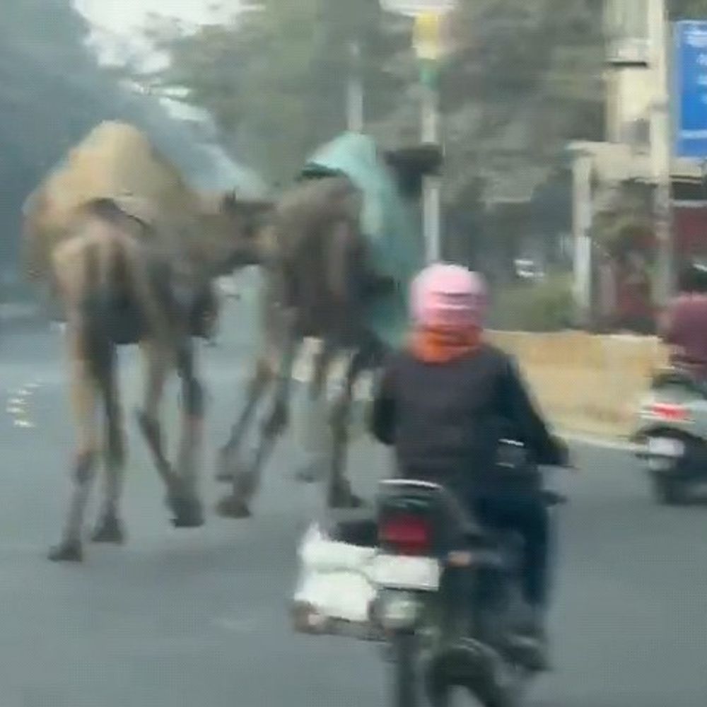 ग्रेटर नोएडा में ऊंट से गिरा युवक:व्यस्त गोल चक्कर पर दो ऊंटों का वीडियो वायरल
