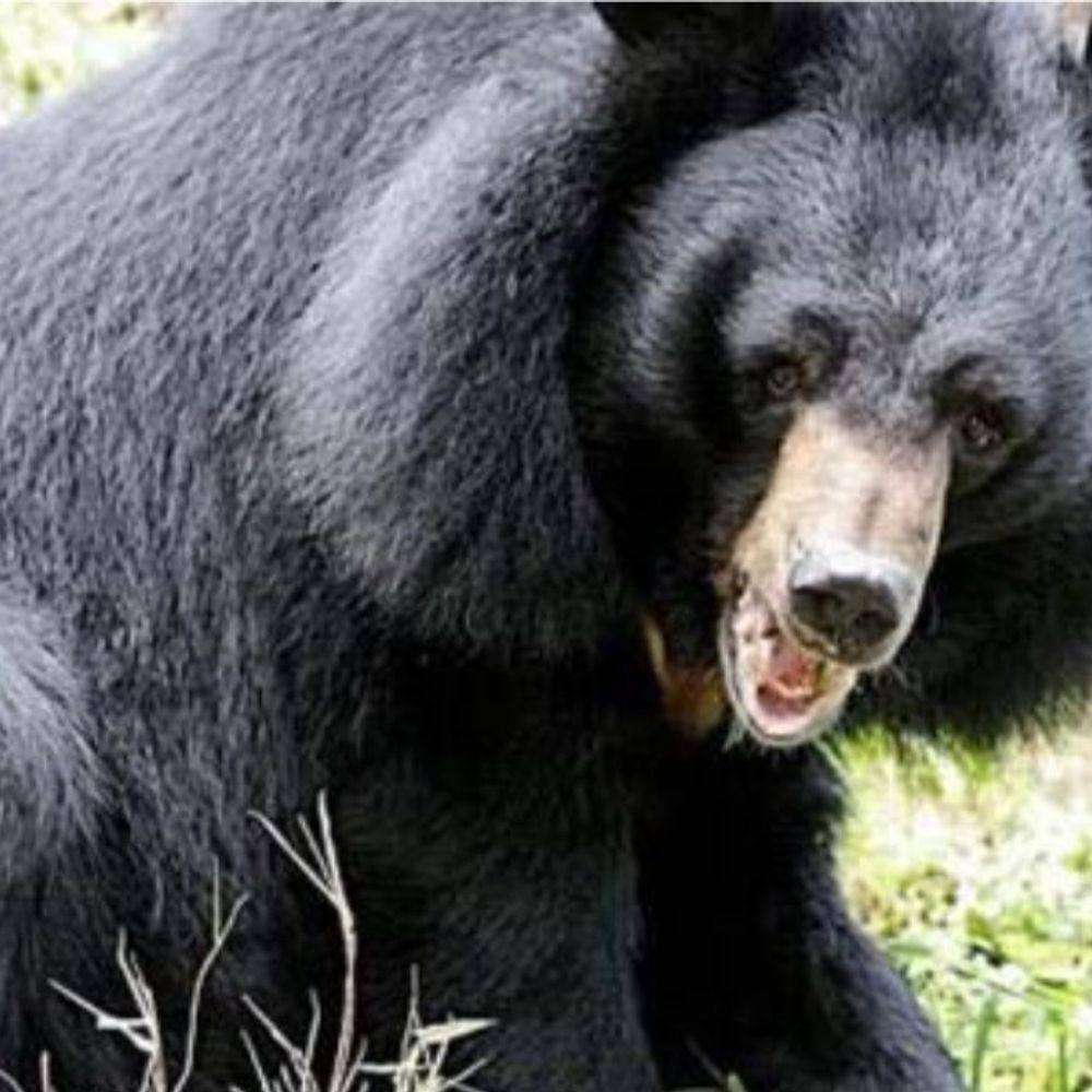 भरमौर में भालू ने महिला पर हमला किया:  गंभीर घायल, घर को लौट रही थी, मेडिकल कॉलेज में इलाज जारी – Bharmour News