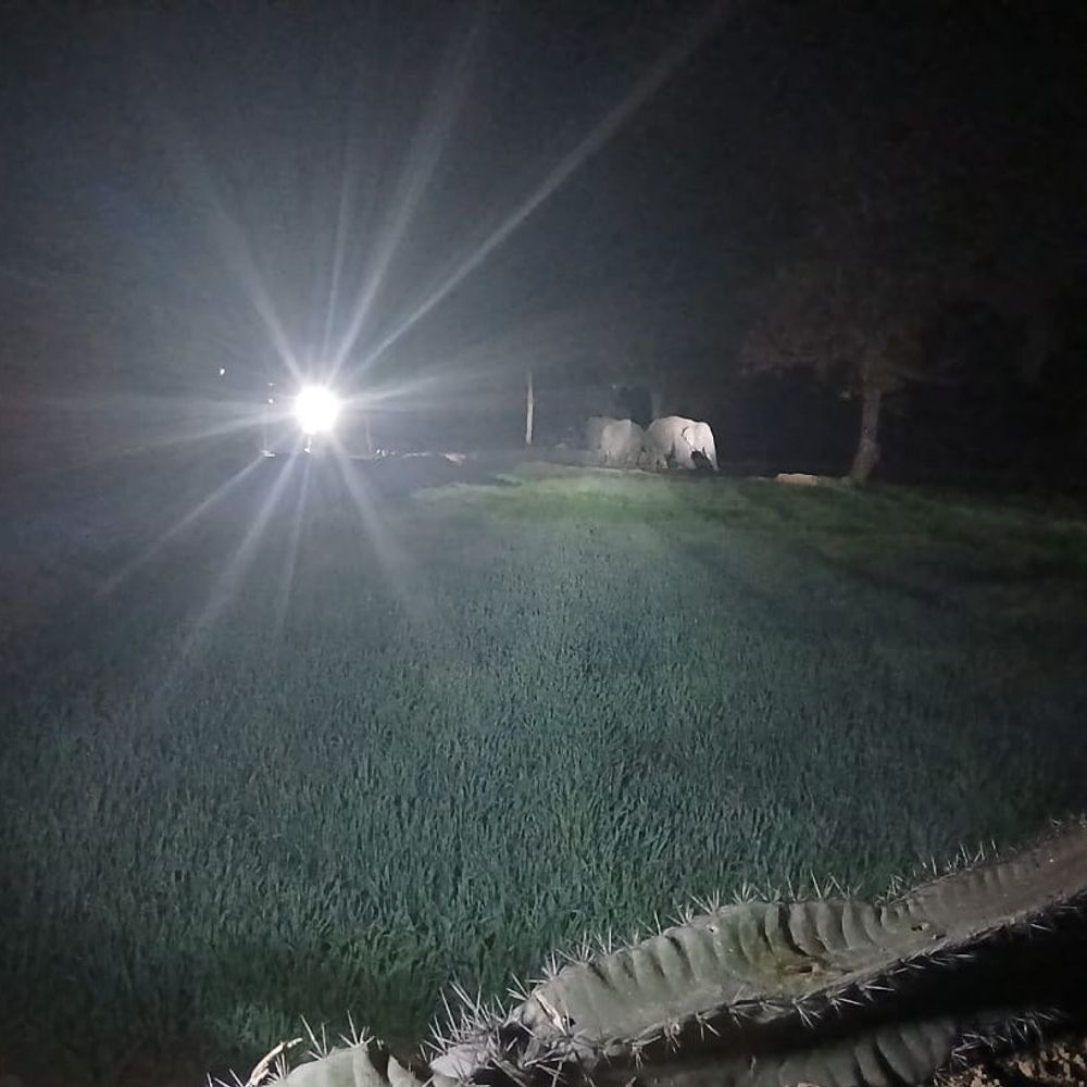 अनूपपुर में 6 दिन से तीन हाथियों का झुंड जमा:घरों को तोड़ा, फसलों को बर्बाद कर रहे; छत्तीसगढ़ से आए