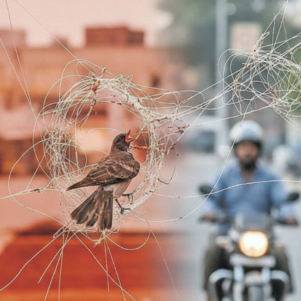 जैसलमेर में चाइनीज मांझे पर लगा बैन:  सुबह-शाम पतंग उड़ाने पर भी रोक, नियम तोड़ा तो होगी जेल – Jaisalmer News