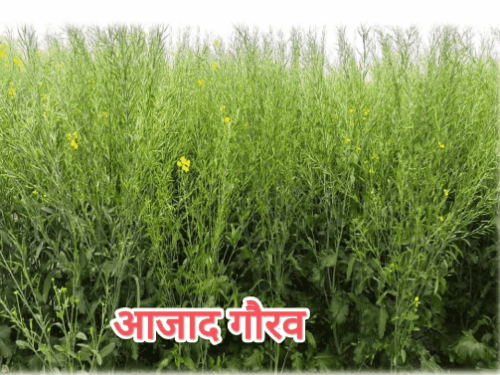 ऊसर जमीन में उगेगा गेंहू, लहलहाएगी सरसों:रोग नहीं लगेंगे, कीटों का प्रभाव भी नहीं होगा, सीएसए ने विकसित की नई प्रजाति