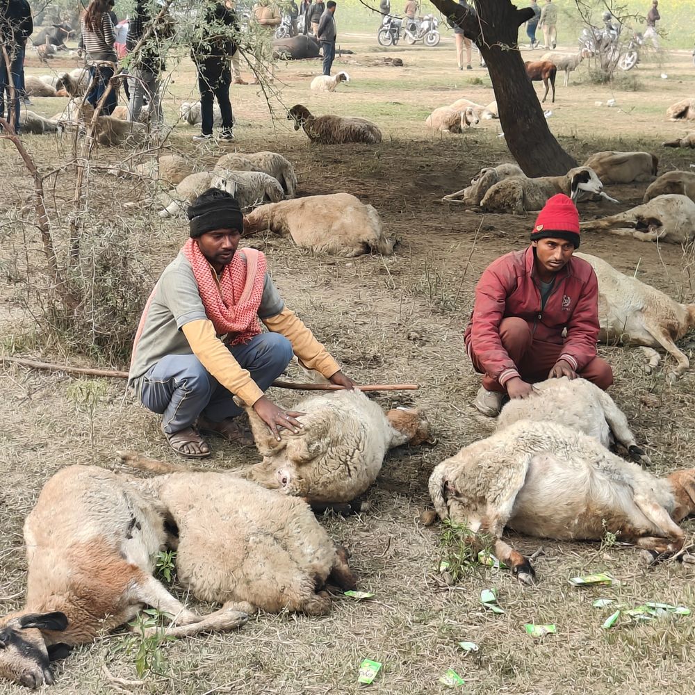 लखनऊ में भेड़ो की मौत पर मिलेगा मुआवजा:सीएम योगी ने प्रति भेड़ 10000 ₹ मुआवजा देने की घोषणा किया
