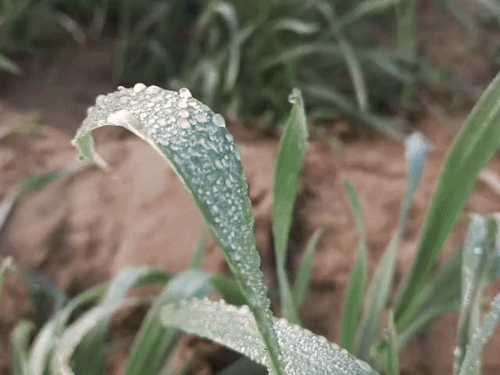 मुजफ्फरपुर में कोल्ड डे की मार झेल रहे किसान:महंगे खाद-पानी और सरकारी उपेक्षा से जूझ रहे, खेत में खड़ी फसल पर खतरा