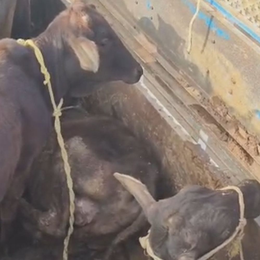 रीवा की हिनौती गोशाला में शेड की कमी:क्षमता से अधिक मवेशी-ठूस-ठूसकर लाए गए, स्थानीय लोगों ने किया विरोध