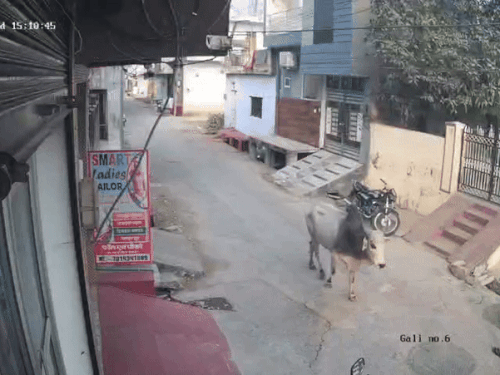 सांड ने युवक को उठाकर फेंका VIDEO:  लोगों ने घायल को सीपीआर दी, CCTV में कैद हुई घटना – Kota News