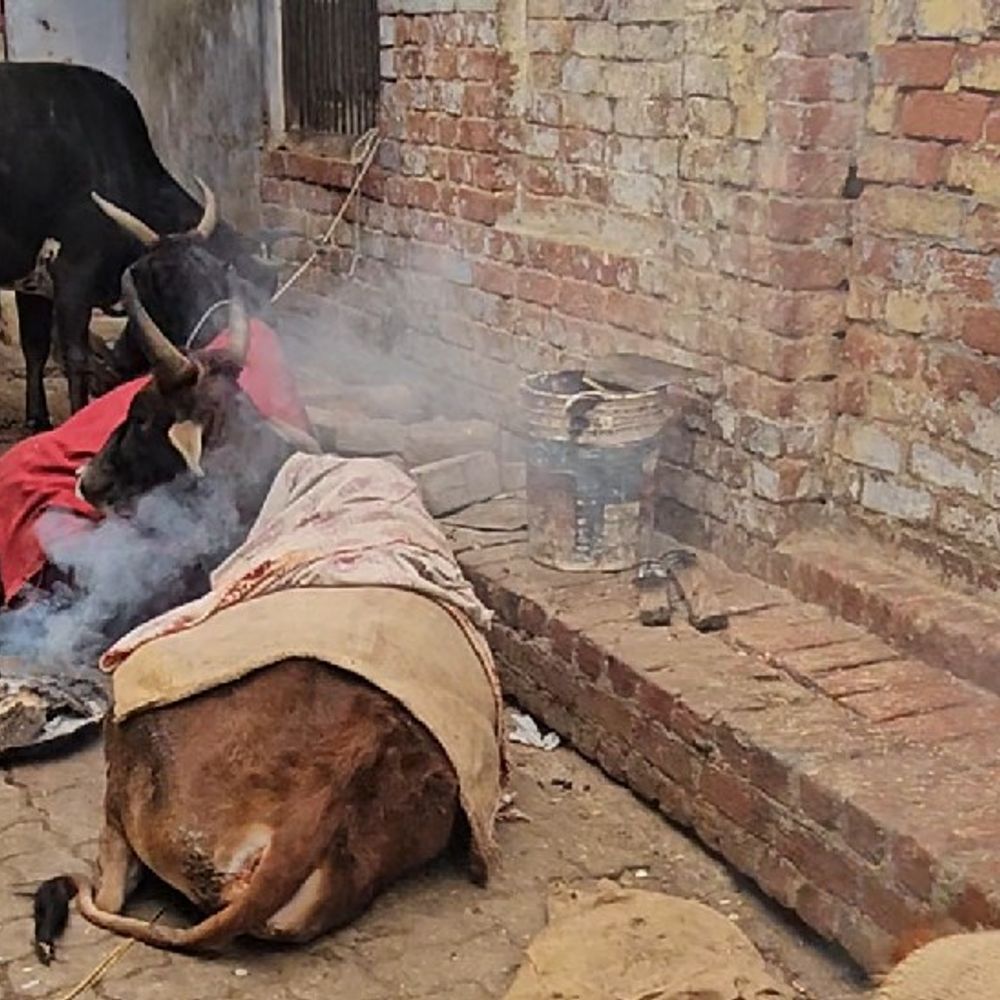 2026 के पहले दिन लखनऊ में कोहरा-धुंध:शीतलहर से जनजीवन अस्त व्यस्त; अभी और गिरेगा तापमान