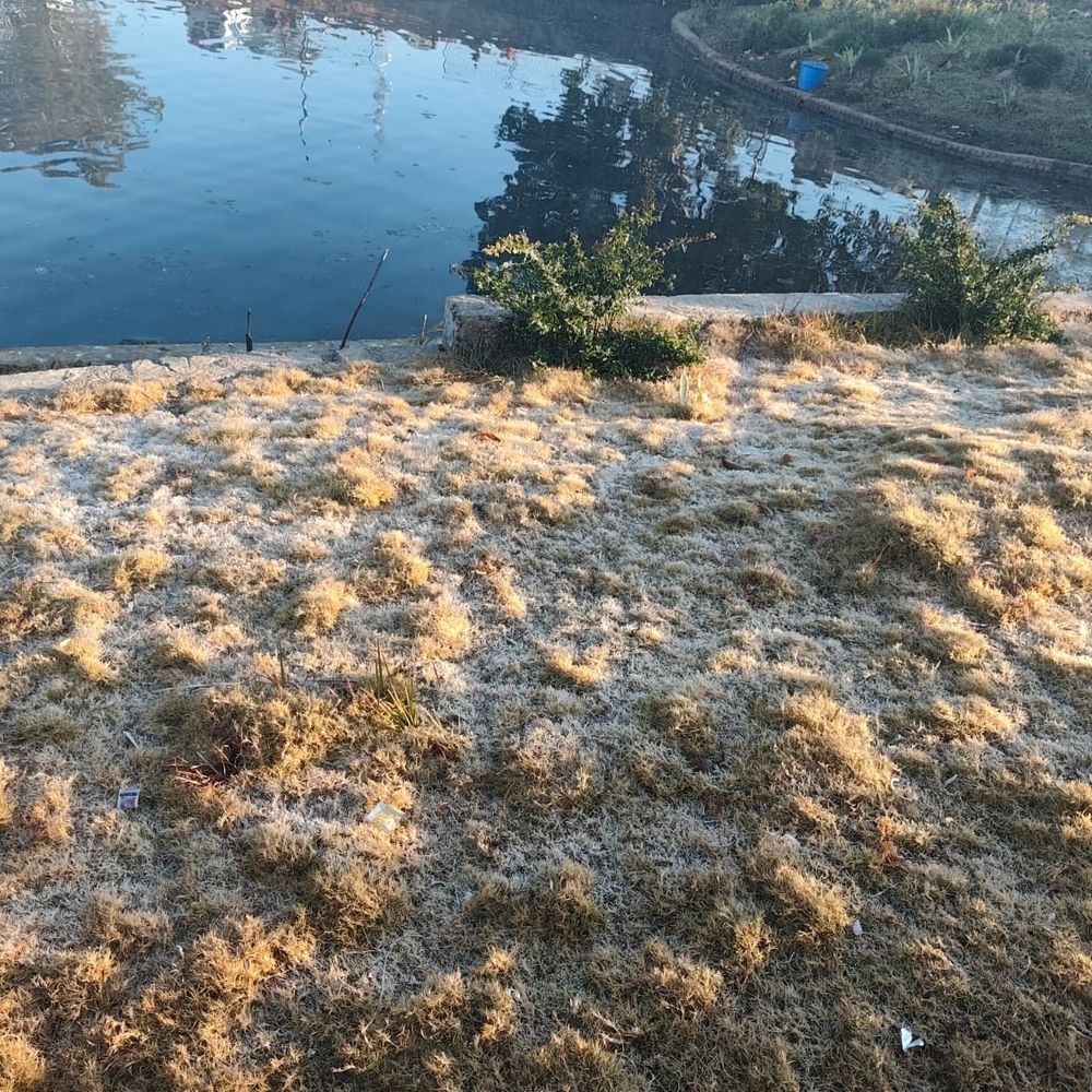 कड़ाके की ठंड से ठिठुरा पेंड्रा-अमरकंटक:ओस की बूंदें बनीं बर्फ, तापमान में 2 डिग्री सेल्सियस तक और गिरावट की संभावना