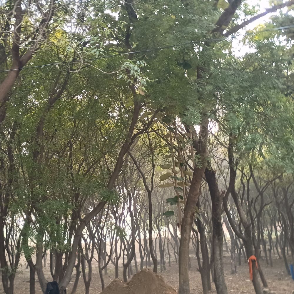 कानपुर में खुला पहला बोटेनिकल गार्डन:गंगा किनारे हरियाली से सजा, नए साल पर सौगात