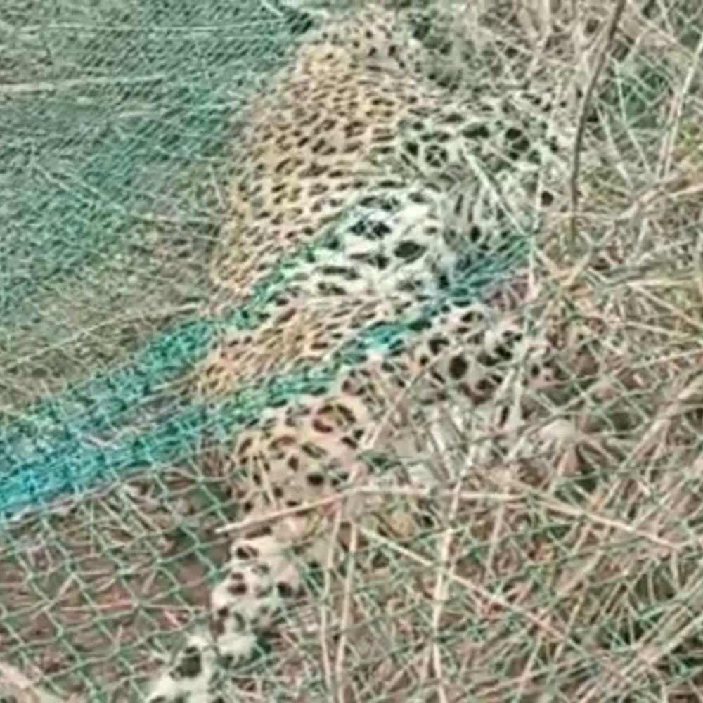 बलरामपुर में तार में फंसा तेंदुआ, VIDEO:शरीर पर चोट के कोई निशान नहीं, रेस्क्यू के बाद जंगल में छोड़ा गया