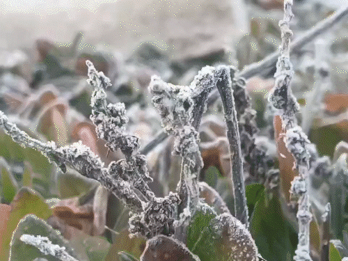 सरगुजा-दुर्ग संभाग में शीतलहर...रायपुर में धुंध का अलर्ट:मैनपाट में ओस की बूंदें बर्फ बनी, बच्चों में हाइपोथर्मिया का खतरा, सरकारी-निजी अस्पतालों में बढ़े मरीज