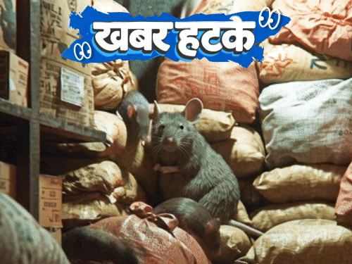 खबर हटके- चूहों ने खाया 200 किलो गांजा:आलू-टमाटर की तरह बिक रही चांदी; सऊदी अरब ऑस्ट्रेलिया से रेत मंगा रहा
