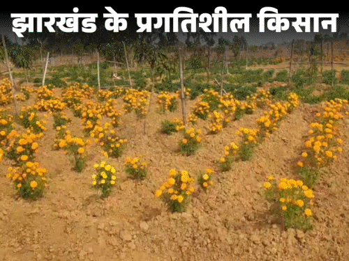 आम बगान के बीच में गेंदा फूल की खेती:  जामताड़ा की किसान शेफाली मरांडी की पहल, किसानों की जिंदगी में ला रही बहार‎ – Jamtara News