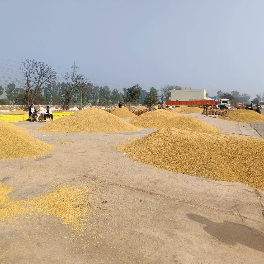 जुलाना मंडी में धान आवक साढ़े 21 लाख क्विंटल पार:  बाजरा और कपास के भी लगे ढ़ेर; किसानों को मिल रहा अच्छा भाव – Julana News
