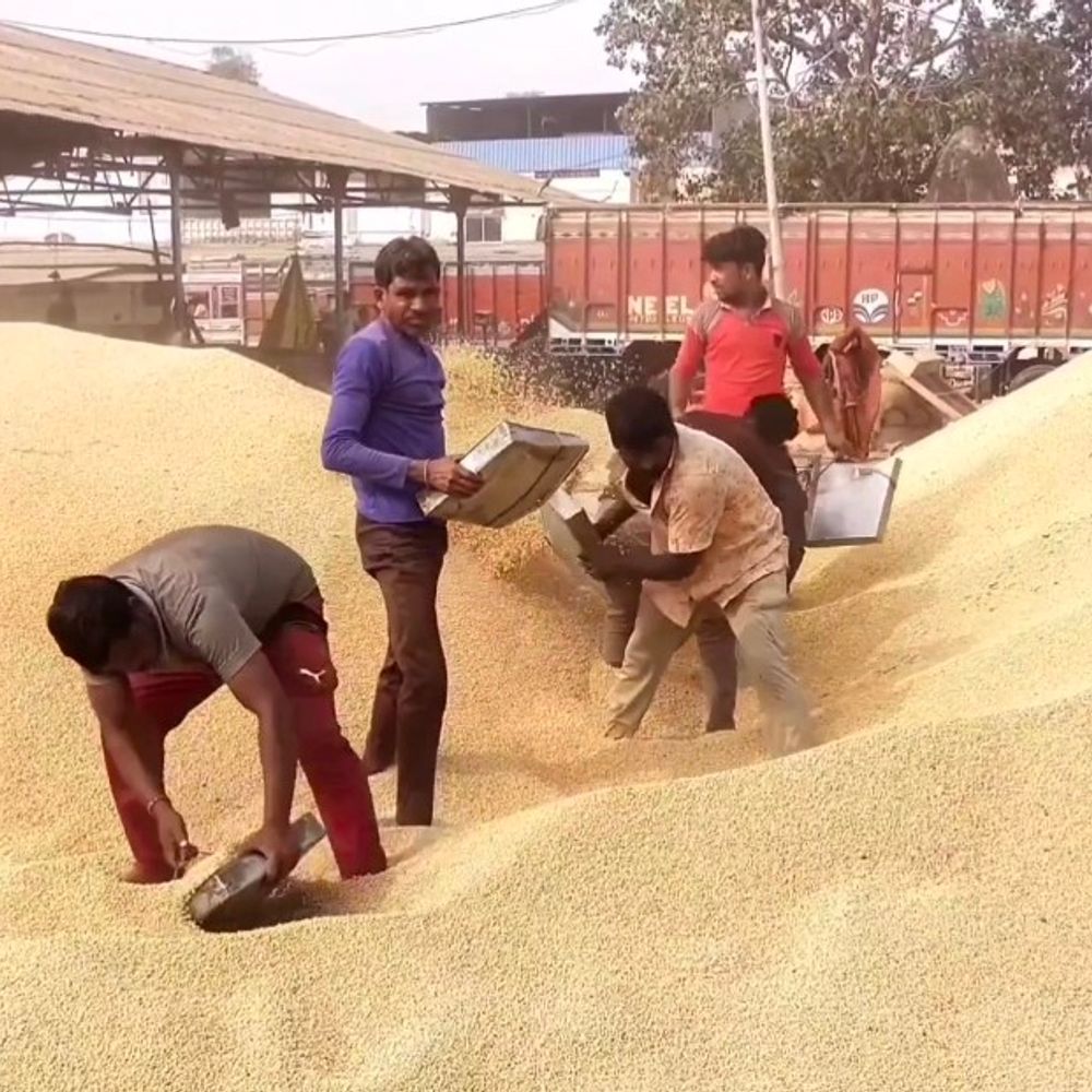 धार में सोयाबीन 5776, गेहूं 2950 रुपए प्रति क्विंटल बिका:धार में देसी मक्के की 926 और चने की 10 बोरियां आईं