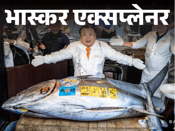 जापान में रिकॉर्ड 29 करोड़ में बिकी मछली:ब्लूफिन टूना में आखिर ऐसा क्या खास है; इसे जाल लगाकर क्यों नहीं पकड़ सकते