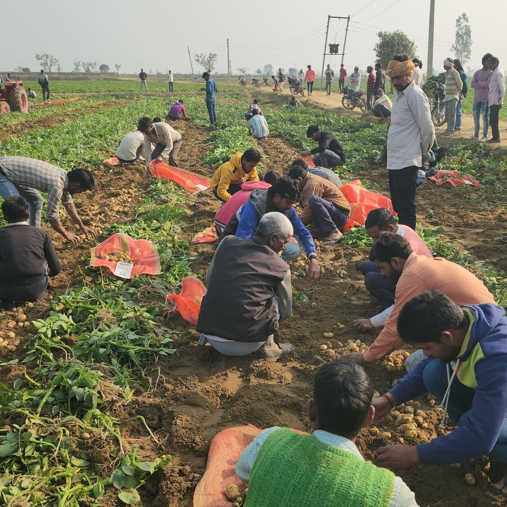 संभल में 20 बीघा श्मशान-पर्ती भूमि पर अवैध कब्जा:शिकायत पर प्रशासन ने तीन घंटे में आलू की फसल हटाई