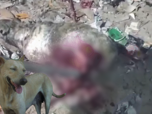 मीट शॉप पर चाकू से फीमेल डॉग का पेट फाड़ा:शाहजहांपुर में आंतें बाहर निकलीं, पुलिस ने 4 को पकड़ा