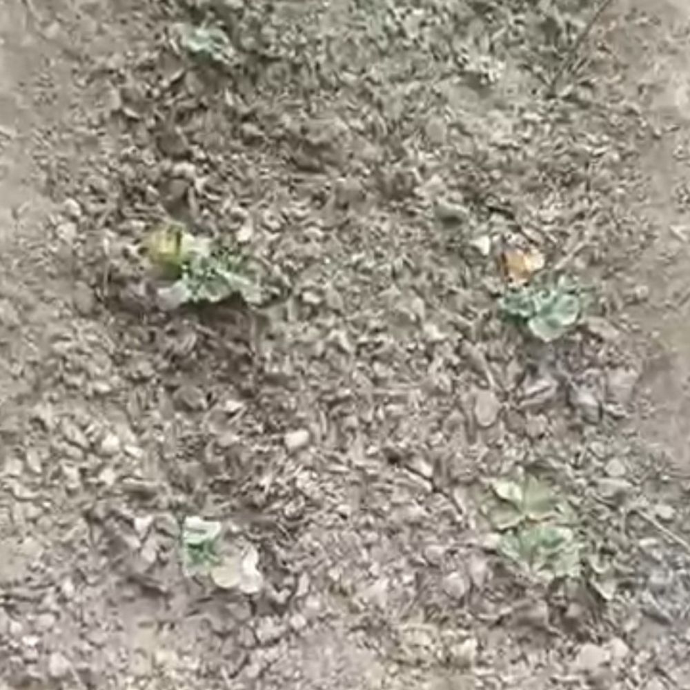 सीएसए में जैविक स्ट्रॉबेरी का सफल प्रयोग:किसानों की आय बढ़ेगी, सेहत भी सुरक्षित रहेगी