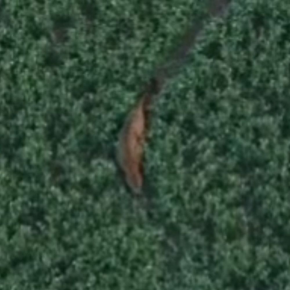 जालौन में लापता तेंदुआ ड्रोन कैमरे में कैद:वन विभाग सतर्क, ग्रामीण घरों में कैद होने को मजबूर