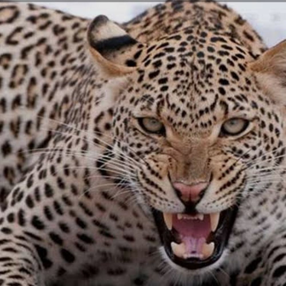 सरौरा जंगल में तेंदुए ने नीलगाय का शिकार किया:वन विभाग ने जंगल में डाला डेरा, तलाश जारी