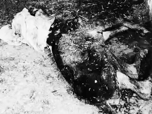 पशुधन मंत्री के क्षेत्र में गौशाला में गौवंश की दुर्दशा:  बरेली की सरकारी गौशाला में तड़पकर मर रही गायें, हिंदूवादी संगठनों का भारी हंगामा – Bareilly News