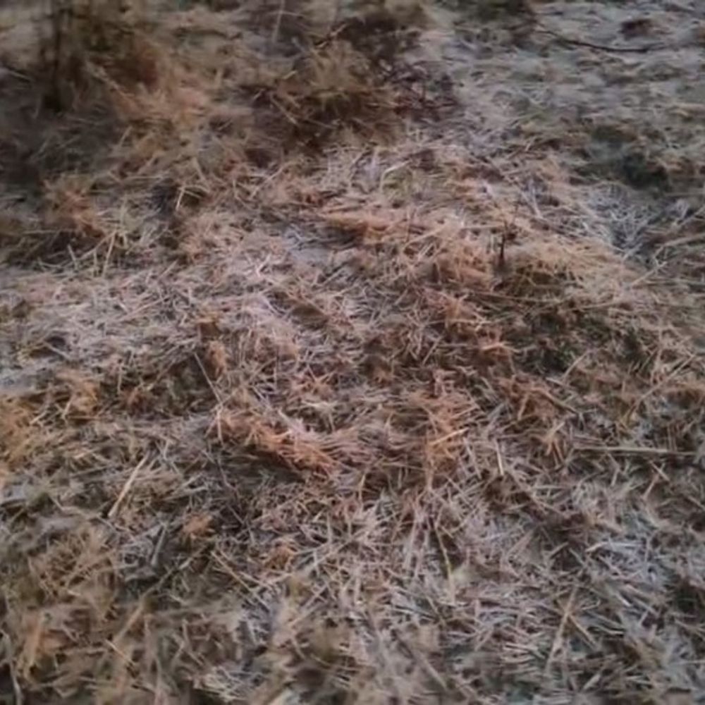 उत्तर छत्तीसगढ़ में कड़ाके की ठंड,पाट क्षेत्रों में पड़ा पाला:  पाट क्षेत्रा में न्यूनतम तापमान 3 डिग्री से नीचे, एक सप्ताह में मिलेगी ठंड से राहत – Ambikapur (Surguja) News