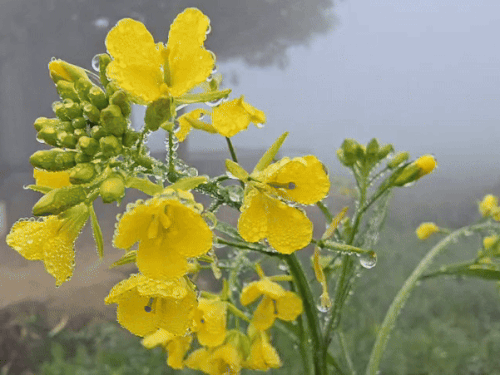 हरियाणा में शून्य के करीब पहुंचा पारा:  8 जिलों में सीवियर कोल्ड डे रहा, आज 13 जिलों में ठंड और कोहरे का आरेंज अलर्ट – Hisar News