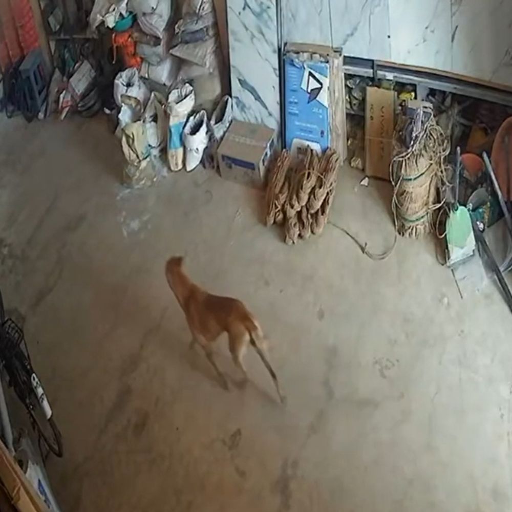 बालोद में पागल कुत्ते का आतंक जारी…VIDEO:  सरपंच समेत 14 लोगों को काटा, हार्डवेयर दुकान में घुसकर मचाया उत्पात; बुजुर्ग ने डंडे से खदेड़ा – Balod News