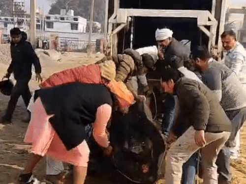 हिसार में कचरे के ढेर में मिले गायों के शव:  पटेल नगर में अवैध बाड़े बनाकर रखे गए थे पशु, 4 महिलाओं को पकड़ा – Hisar News