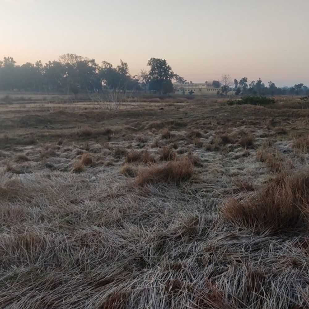 शीतलहर की चपेट में सरगुजा संभाग, कड़ाके की ठंड:  अंबिकापुर का न्यूनतम तापमान 4 डिग्री से नीचे, पाट इलाकों में पड़े पाले – Ambikapur (Surguja) News
