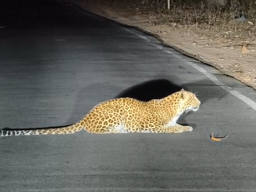 बारसूर-चित्रकोट मार्ग पर तेंदुआ दिखने का दावा:वन मंत्री ने सोशल मीडिया पर शेयर किया VIDEO; विभागीय अफसर बोले- फेक है, हम जांच कर रहे