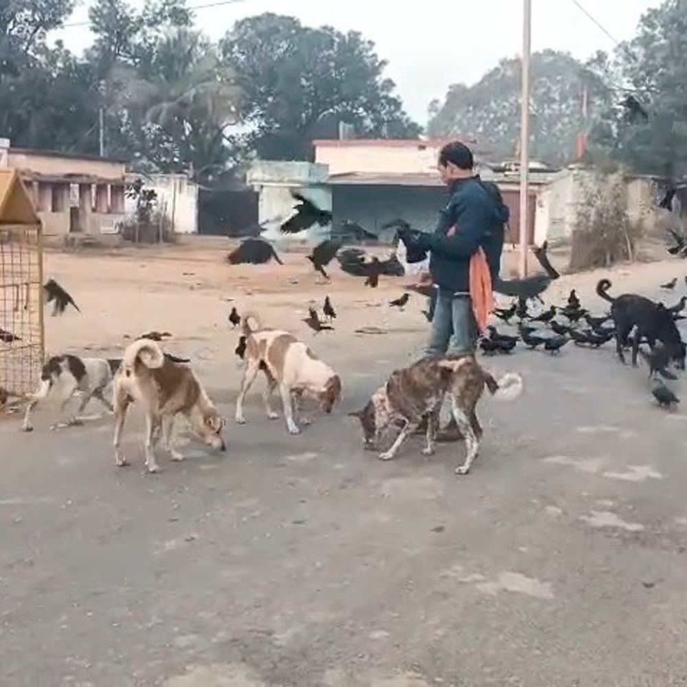 बस ड्राइवर मंडल केवट रोज खिलाते हैं सैकड़ों पशु-पक्षी:  मरवाही-बिलासपुर रूट पर 5 साल से जारी है दाना-पानी देने का सिलसिला – Gaurela News